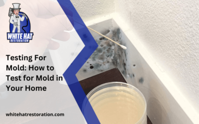 Testing For Mold: How to Test for Mold in Your Home