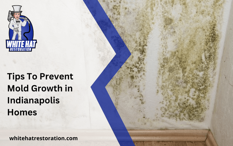 Tips To Prevent Mold Growth in Homes